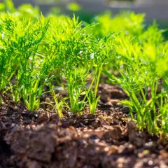 Junge Dillpflanzen wachsen im Sonnenlicht. Das Vorziehen von Dill im Garten ist ein schöner Anblick.