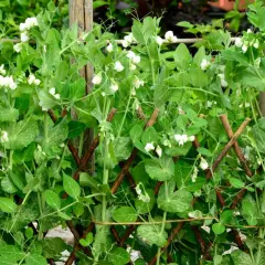 Zuckerschoten pflanzen ranken an einem Holzgitter empor, bedeckt mit zarten weißen Blüten und jungen Schoten.