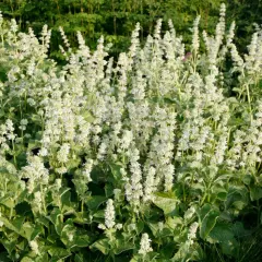 Ein Feld voller blühender Salbei-Pflanzen mit vielen kleinen weißen Blütenständen und grünen Blättern.