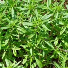Nahaufnahme von üppigem, grünem Bohnenkraut im Garten. Der ideale **Bohnenkraut Standort** ist sonnig und gut durchlässig.