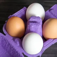 Vier Eier in einer lila Eierpappe. Zwei braune und zwei weiße Eier. Welches Huhn legt lila Eier?