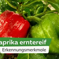 Reife Paprika erkennen: Eine rote und eine grüne Paprika hängen an einem Strauch. Wann paprika ernten? Die Farbe verrät es!