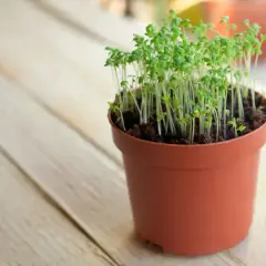 Frisch gekeimte Kresse in einem braunen Topf, bereit zum Ernten. Kresse anbauen ist einfach und schnell.