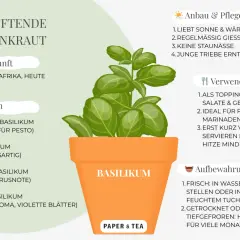 Basilikum im Topf, liebt Sonne und Wärme. Ideal für Pasta und Pesto.