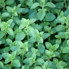 Dichtes Grün von Oregano-Pflanzen. Der ideale Oregano standort ist sonnig und trocken, was sich in diesem üppigen Wuchs widerspiegelt.