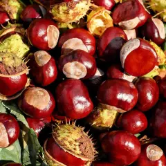 Glänzende Kastanien, einige noch in ihrer stacheligen Hülle, liegen auf bunten Herbstblättern. Die Kastanien sind bekannt für ihre vielfältige kastanienhonig wirkung.