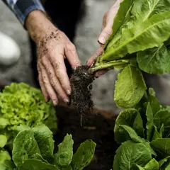 Hände pflanzen Salat im Hochbeet. Ab wann salat pflanzen hochbeet? Jetzt ist die Zeit für frischen Salat!