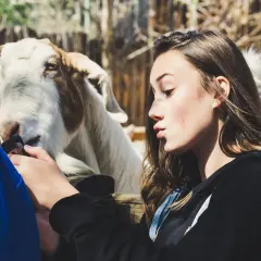 Ein Mädchen küsst eine Ziege. Die **Ziegen halten Kosten** im Auge, während sie sich nähern.