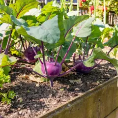 Lila Kohlrabi wachsen im Hochbeet. Sie sind gute Nachbarn für Kartoffeln, da sie sich gegenseitig vor Schädlingen schützen.
