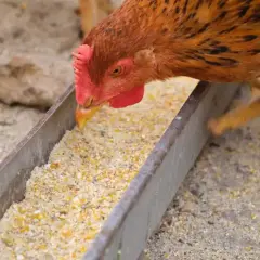 Ein Huhn frisst aus einem Futtertrog. Die Nachteile von Legemehl können sein, dass es zu Staubentwicklung kommt und die Nährstoffverteilung ungleichmäßig ist.