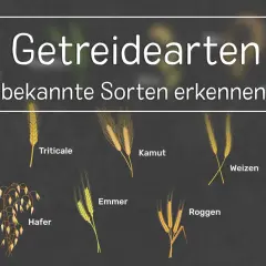Getreidearten: Einkorn, Hafer, Emmer, Triticale, Kamut, Roggen, Weizen und Dinkel.