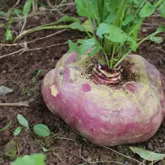 Eine große, runde rote Bete wächst im Boden, mit grünen Blättern, die aus der Mitte ragen.