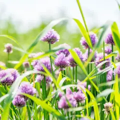 Lila Blütenköpfe von Schnittlauch im sonnigen Garten. Der ideale Schnittlauch Standort ist sonnig und gut durchlässig.
