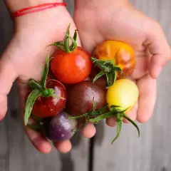 Hände halten bunte, ertragreiche Tomatensorten: rot, gelb, braun, lila und orange.