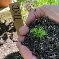 Hände halten Erde mit einem jungen Dill-Lichtkeimer und Samen. Ein Holzschild mit "Dill" steht daneben.