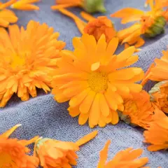 Leuchtend orange Ringelblumen liegen auf einem grauen Stoff. Der ideale Ringelblume Standort ist sonnig.