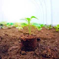 Ein junger Paprika-Setzling im Freiland, bereit für das Wachstum im Gewächshaus.