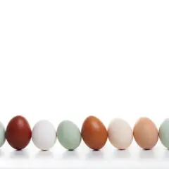 Eine Reihe von Hühnereiern in verschiedenen Farben, von braun über grün bis weiß. Welches Huhn legt rosa Eier? Diese hier nicht, aber sie sind trotzdem schön.