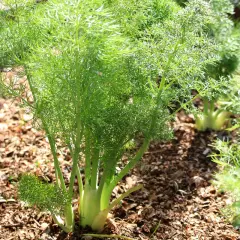 Fenchelpflanzen im Garten, die zeigen, wie fenchel gute nachbarn für andere Pflanzen sind.