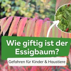 Essigbaum mit roten Beeren und bunten Blättern. Text: "Wie giftig ist der Essigbaum? Gefahren für Kinder & Haustiere".
