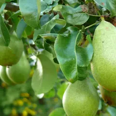Grüne Birnen reifen am Baum. Bald ist Zeit, den nächsten Birnbaum zu pflanzen, um noch mehr Früchte zu ernten.