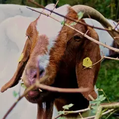 Nahaufnahme einer braunen Ziege mit weißer Stirn und gelbem Ohrclip. Eine weiße Ziege ist im Hintergrund zu sehen. Gute ziegen haltung.