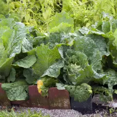 Frisch gewachsene Chinakohl Pflanzen im Garten. Die großen, grünen Blätter sind üppig und zeigen erste Anzeichen von Fraßstellen.
