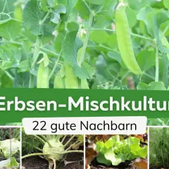 Erbsen-Mischkultur: Gurken, Kohlrabi, Salat und Fenchel sind gute Nachbarn für Erbsen.