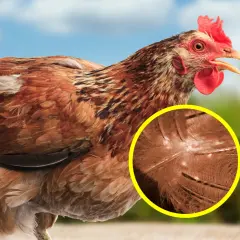 Nahaufnahme eines braunen Huhns mit hervorgehobener Federstruktur, die das Aussehen roter Vogelmilben zeigt.