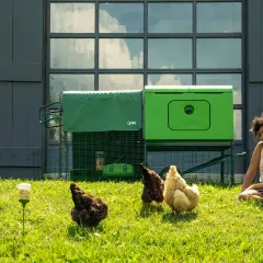 Ein Mädchen sitzt im Gras neben einem Hühnerstall. Wie viel Quadratmeter braucht ein Huhn im Stall? Hier sind vier Hühner, die im Gras herumlaufen.
