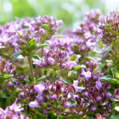 Zarte violette Blütenköpfe von Thymian, die sich perfekt für herzhafte Gerichte eignen.