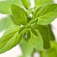 Frische Oregano-Blätter, ideal für die Kräutergartenpflege.