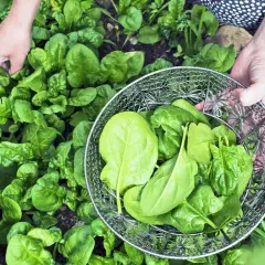 Hände ernten frischen Spinat im Garten. Ein Sieb füllt sich mit den grünen Blättern.