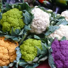 Bunte Blumenkohl-Pflanzen in verschiedenen Farben: weiß, grün, orange und violett.