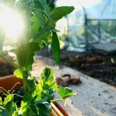 Sonnenschein beleuchtet eine junge Erbse, die an einer Pflanze wächst. Im Hintergrund ist ein Gewächshaus zu sehen, perfekt für das Erbsen vorziehen.