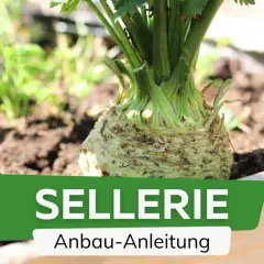 Sellerie pflanzen im Garten. Ein Sellerieknolle wächst im Beet, daneben weitere Pflanzen. Anleitung zum Anbau von Sellerie.