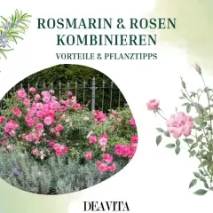 Rosmarin und Rosen: eine harmonische Kombination. Der Duft von Rosmarin passt wunderbar zu Rosen und hält Schädlinge fern.