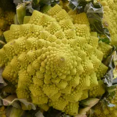 Ein Romanesco-Gemüse mit seiner faszinierenden, fraktalen Struktur. Perfekt für den Anbau im eigenen Garten.