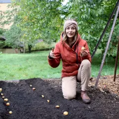 Frau pflanzt Kartoffeln im Garten. Bis wann kann man Kartoffeln pflanzen? Frühling ist die beste Zeit, aber auch im Sommer ist es noch möglich.