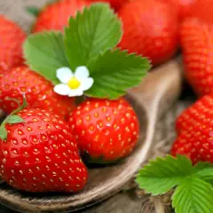 Ein Holzlöffel voller reifer Erdbeeren, mit grünen Blättern und einer kleinen weißen Blüte.