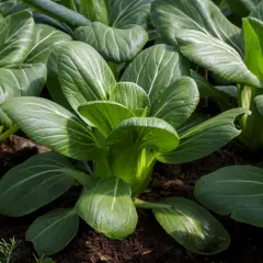 Frisch gewachsener pak choi im Beet, mit glänzenden, grünen Blättern und deutlichen Blattadern.