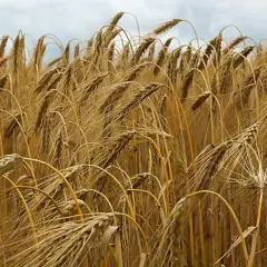 Goldene Ähren wiegen sich im Wind, die **Roggen Erntezeit** naht. Ein Feld voller reifer Halme unter einem bewölkten Himmel.