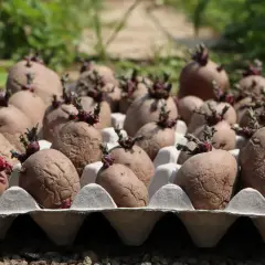 Kartoffeln in Eierkartons, bereit zum Vortreiben. So keimt man Kartoffeln vor für eine reiche Ernte.