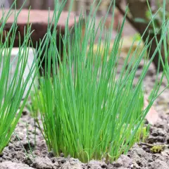 Frisch sprießender Schnittlauch im Garten, wie gute Nachbarn nebeneinander.