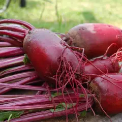 Frisch geerntete rote Bete mit ihren grünen Blättern und feinen Wurzeln liegen auf Holz. Die rote Bete Erntezeit ist da!