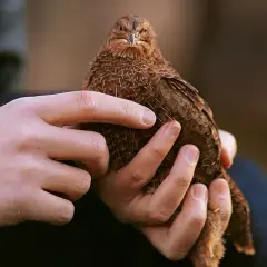 Hände halten ein braunes Wachtelküken. Ob es ein Hahn oder eine Henne ist, bleibt ein Geheimnis.