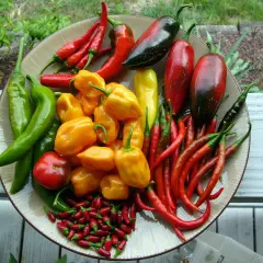 Was ist Chili? Schärfe, Sorten & Tipps für Küche & Garten