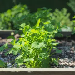 Ein junger Koriander wächst im Hochbeet. Der ideale **Koriander Standort** ist sonnig bis halbschattig.