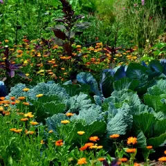 Ein bunter Garten mit Kohlköpfen, orangefarbenen Blumen und dunklem Blattgemüse. Hier wachsen die guten Nachbarn im Einklang.