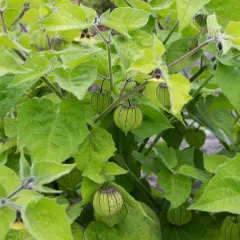 Grüne, papierartige Hüllen umgeben die Früchte einer Physalis-Pflanze, die von üppigem Laub umrahmt wird.